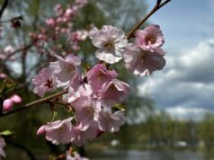 Neue Farben für das Kiewer Spaziergebiet: Die größte Allee von Kirschbäumen in der Ukraine