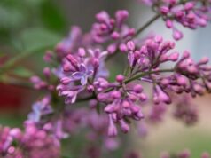 Kiew erblüht: Wo man unvergessliche Fotos machen kann