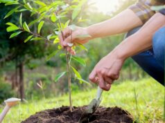 Grüne Initiative: In der Region Lwiw wurden 180.000 Bäume gepflanzt