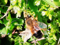 Wundersame Belebung: Tausende wilder Bienen an den Ufern der Tuzlov-Lagunen in der Region Odessa