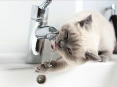 Wasserrohrbruch im Zentrum von Kiew: Mehrere Gebäude ohne Wasser