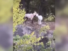 Video: Entlaufene Ziegen werden lokale Stars in Connecticut