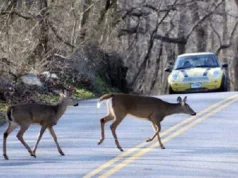 Hirschbrunft erfordert erhöhte Vorsicht auf Connecticuts Straßen, so AAA