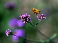 Umweltschutzgruppe verklagt Bundesregierung wegen verzögerter Maßnahmen zum Iowa-Skipper-Schmetterling