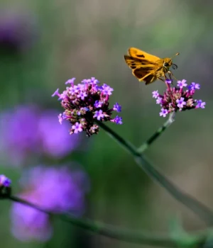 44a7202caa8261b593cd7dd00f94e222