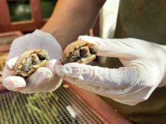 Eine der coolsten verborgenen Perlen Kaliforniens befindet sich in einer aufstrebenden Stadt