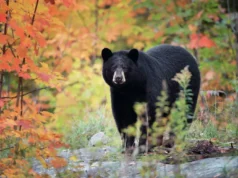 Wilder Bär dringt in Zoo in Kalifornien ein und trifft auf drei gefangene Bären