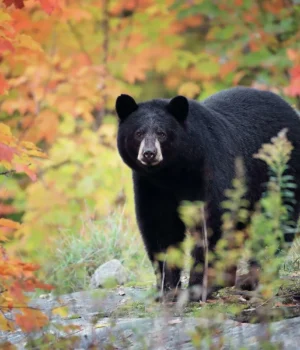 ef2af97fe54955963929f7f15245fdc0