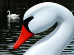 „Zerstörerische“ Schwäne im Visier: Kalifornien erlaubt Jagd auf sie