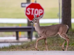 Die Hirschbrunftzeit in Ohio führt zu einem Anstieg von Verkehrsunfällen – So bleiben Sie sicher