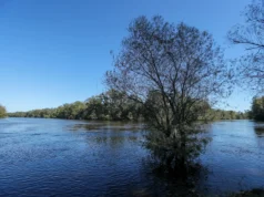 Achte darauf, wo du schwimmst! Das sind Georgiens fünf schlangenreichsten Flüsse, sagt WorldAtlas